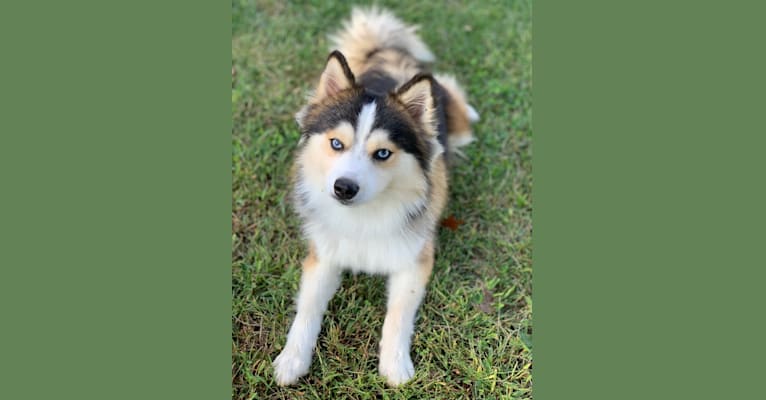 Photo of Tuck, a Pomsky  in Drakesville, IA, USA