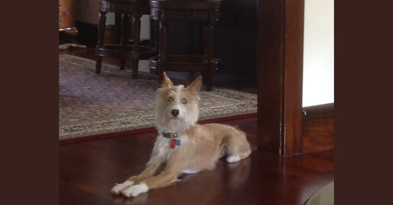 Dexter, a Basenji and Poodle (Small) mix tested with EmbarkVet.com