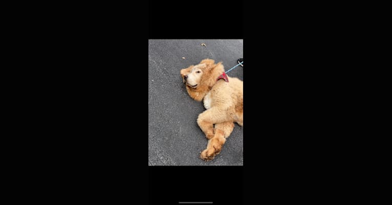 Nala, a Tibetan Mastiff tested with EmbarkVet.com
