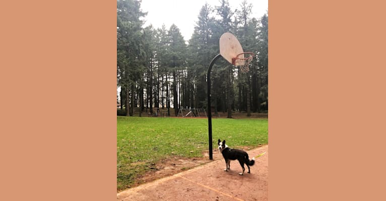 Photo of Kershaw, a Border Collie, Australian Cattle Dog, Australian Shepherd, and American Eskimo Dog mix in Portland, Oregon, USA