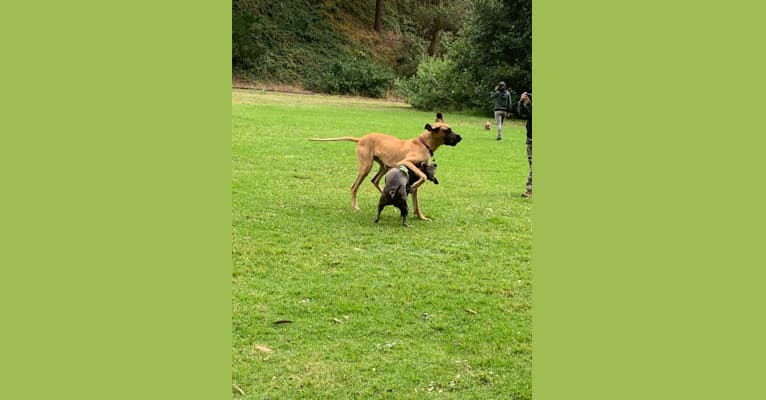 Sasha, an American Pit Bull Terrier and American Staffordshire Terrier mix tested with EmbarkVet.com
