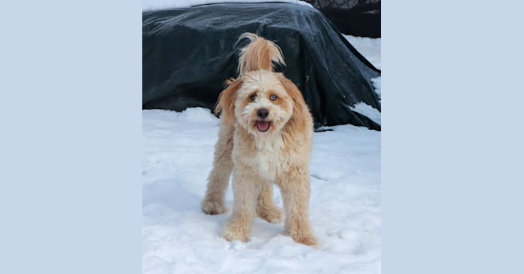 Leo, a Beagle and Golden Retriever mix tested with EmbarkVet.com