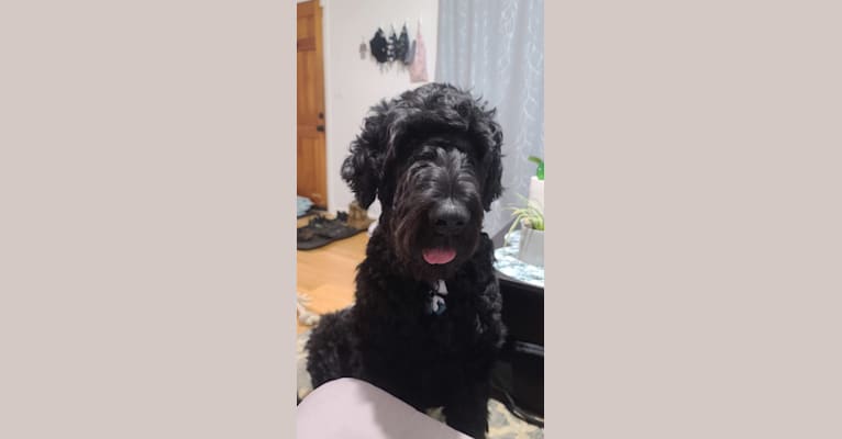 Raven, a Black Russian Terrier tested with EmbarkVet.com