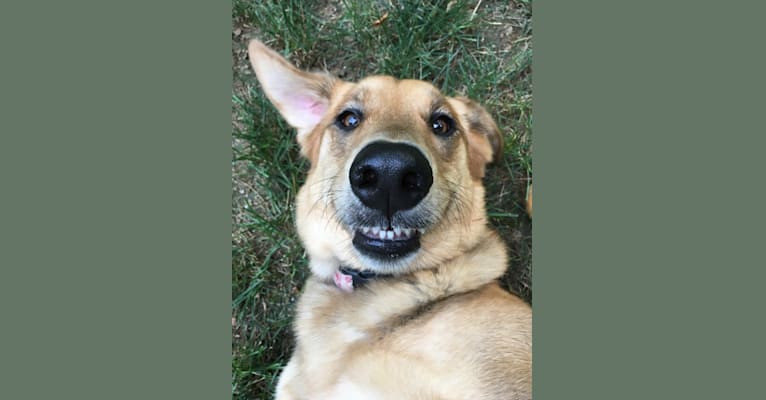 Bayley, a German Shepherd Dog and Golden Retriever mix tested with EmbarkVet.com