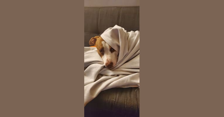 Moose, an American Pit Bull Terrier and American Bulldog mix tested with EmbarkVet.com