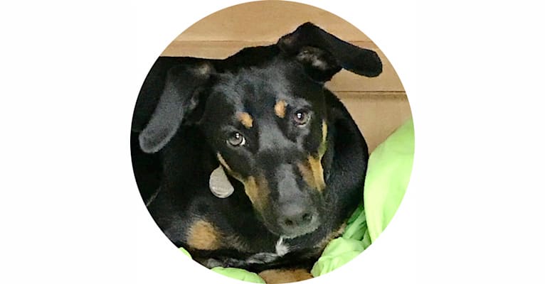 Beau, a Doberman Pinscher and American Pit Bull Terrier mix tested with EmbarkVet.com