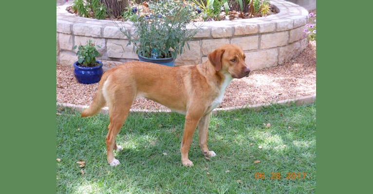 Gypsy, a Labrador Retriever and Staffordshire Terrier mix tested with EmbarkVet.com