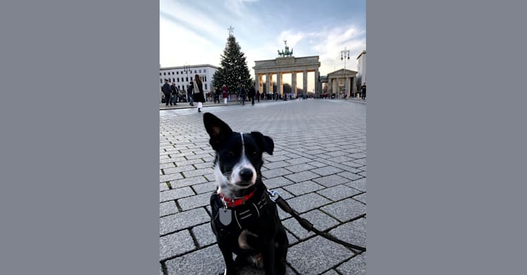 Arlo, an Eastern European Village Dog tested with EmbarkVet.com
