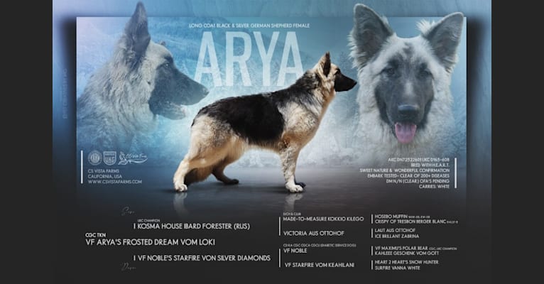 Arya, a White Shepherd tested with EmbarkVet.com