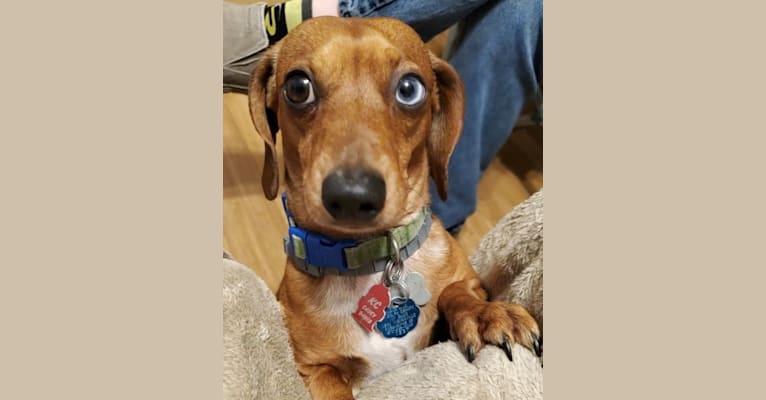 Casey, a Dachshund tested with EmbarkVet.com