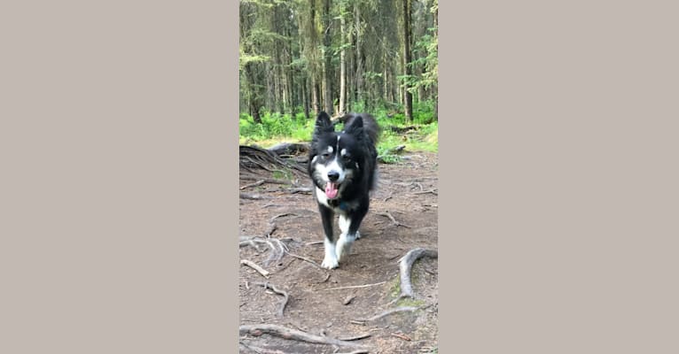 Laika, a German Shepherd Dog and Siberian Husky mix tested with EmbarkVet.com