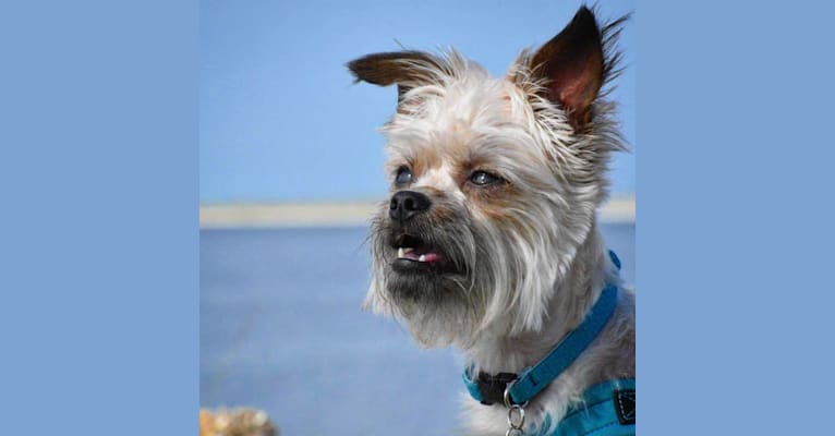 Photo of Reese, a Brussels Griffon, Poodle (Small), and Papillon mix in North Dakota, USA
