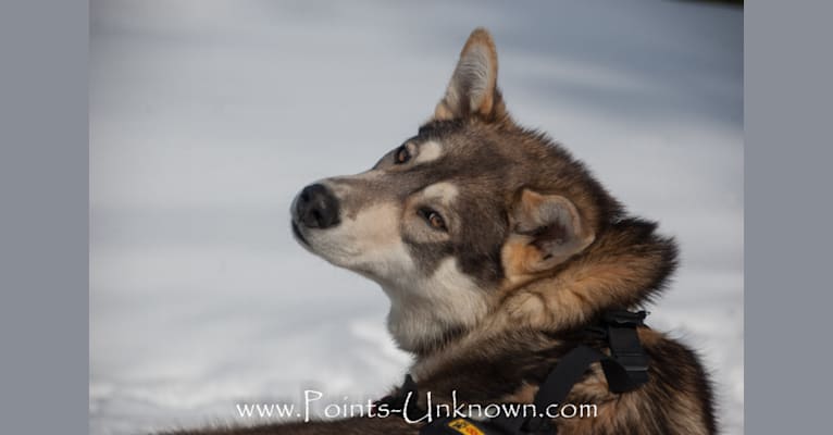 YaaBaa, an Alaskan-type Husky tested with EmbarkVet.com