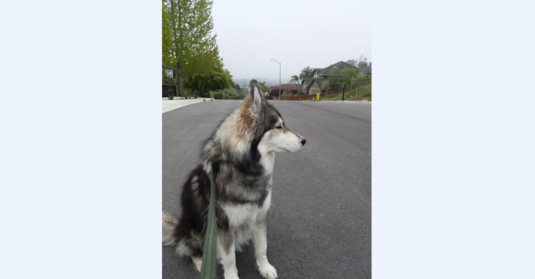 Irie, a Siberian Husky and German Shepherd Dog mix tested with EmbarkVet.com