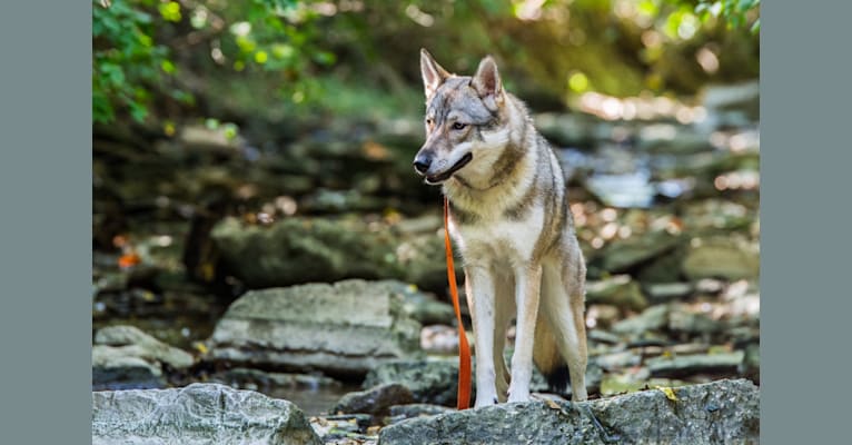 Kira, a German Shepherd Dog and Siberian Husky mix tested with EmbarkVet.com