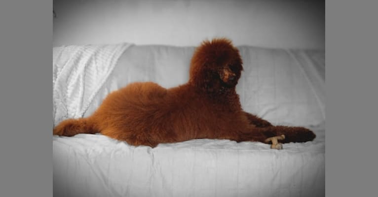 Noels Miss Glamorous Ginger, a Poodle (Standard) tested with EmbarkVet.com