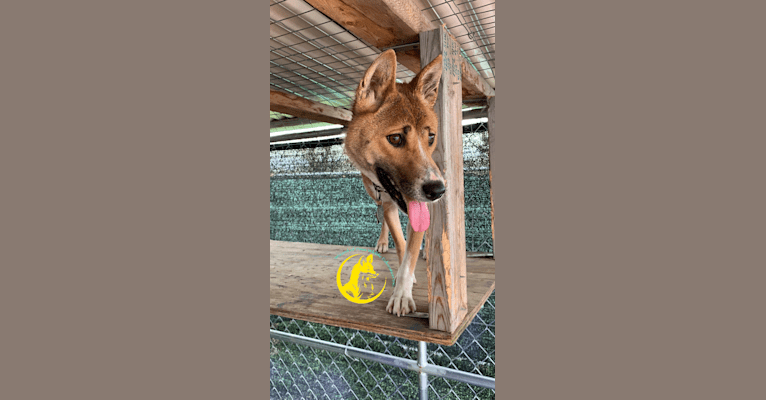 The Wizard’s Toa Jean, a New Guinea Singing Dog tested with EmbarkVet.com