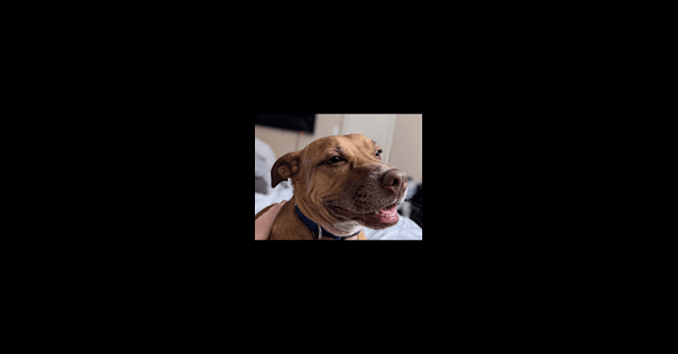 Keva, an American Pit Bull Terrier and American Staffordshire Terrier mix tested with EmbarkVet.com