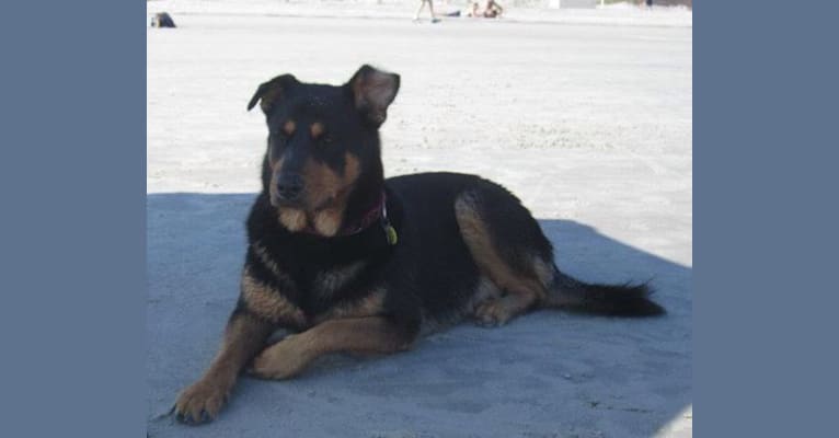 Southern, a Rottweiler and German Shepherd Dog mix tested with EmbarkVet.com
