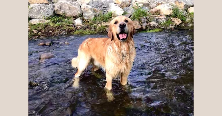 Photo of Totty, a Golden Retriever  in Franklin, PA, USA
