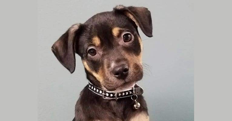 Essie, an American Pit Bull Terrier and Labrador Retriever mix tested with EmbarkVet.com