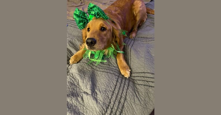 Baby Girl, a Golden Retriever tested with EmbarkVet.com