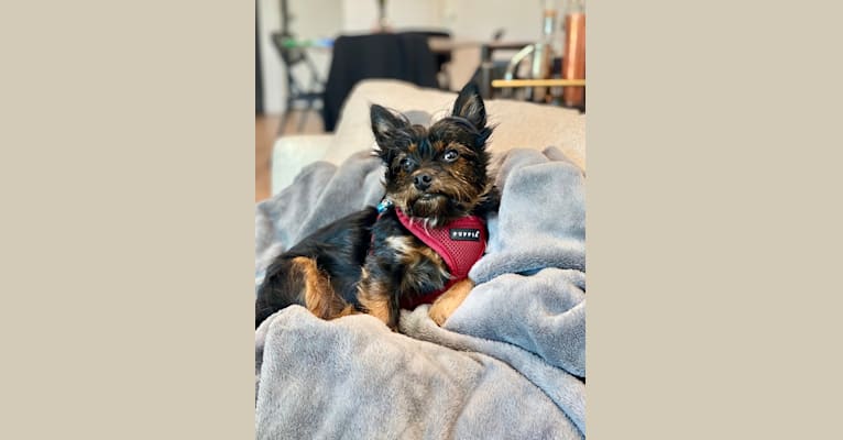 Photo of Pascal, a Yorkshire Terrier, Chihuahua, Pug, and Mixed mix in Wheaton, Illinois, USA