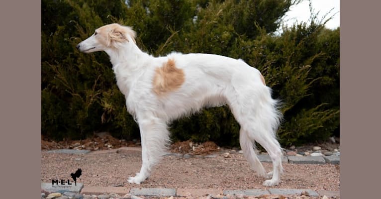 Photo of Azuma, a Silken Windhound 
