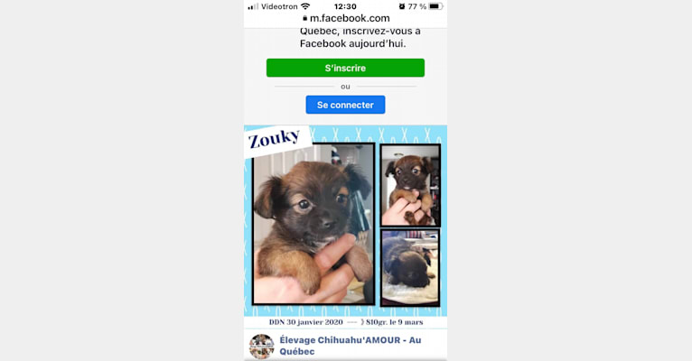 Zouky / Whisky, a Chihuahua tested with EmbarkVet.com