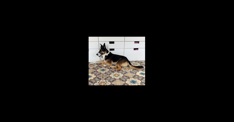 Chief, a German Shepherd Dog and Labrador Retriever mix tested with EmbarkVet.com