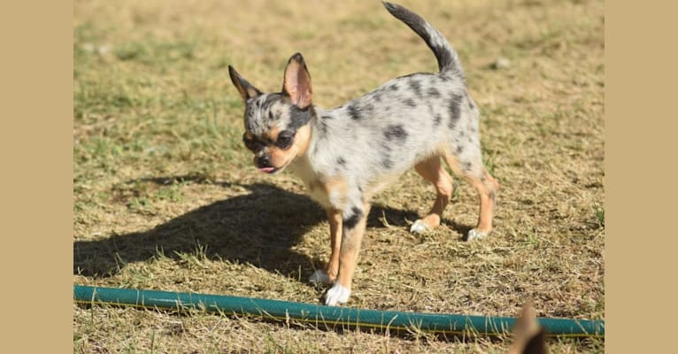 Photo of Sonja, a Chihuahua 