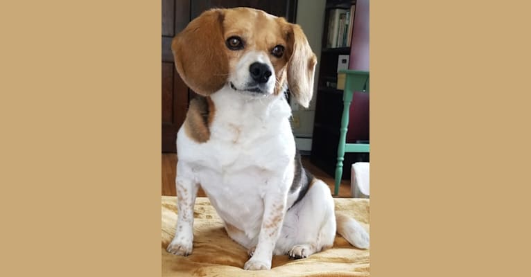 Libby, a Beagle tested with EmbarkVet.com