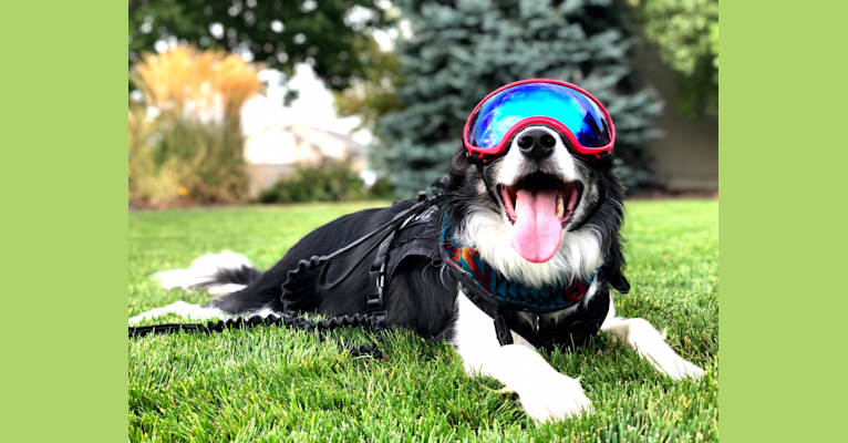 Photo of Buddy, a Border Collie 