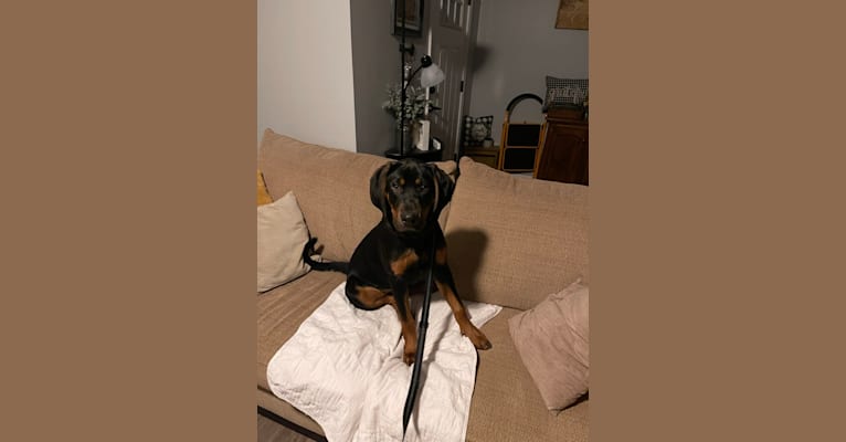 Tucker, a Rottweiler and Black and Tan Coonhound mix tested with EmbarkVet.com