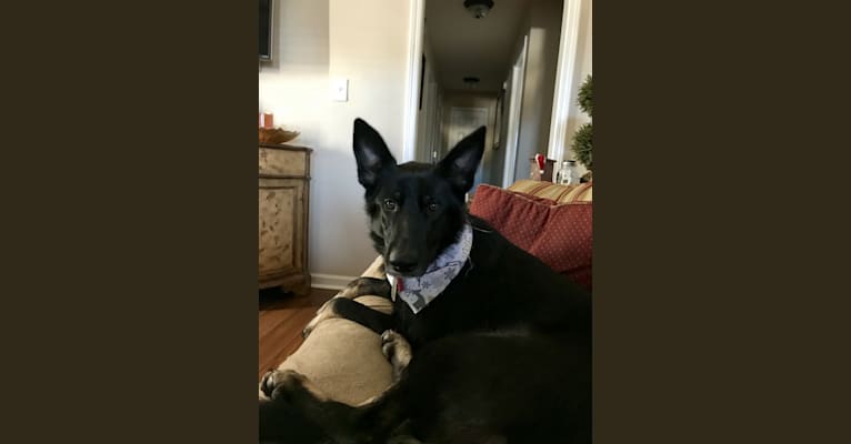 Ashley, a German Shepherd Dog tested with EmbarkVet.com