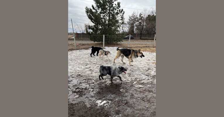 Photo of Loki, an American Pit Bull Terrier, German Shepherd Dog, Siberian Husky, Chow Chow, and Alaskan Malamute mix