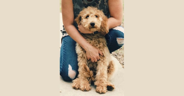 Photo of Dexter, a Goldendoodle  in Missouri, USA