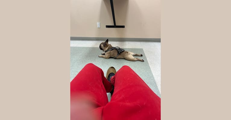 Bear, a French Bulldog and Bulldog mix tested with EmbarkVet.com