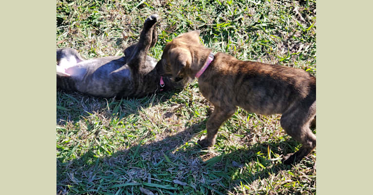 Photo of Molly, an American Pit Bull Terrier, German Shepherd Dog, Vizsla, and American Bulldog mix in Quinlan, Texas, USA