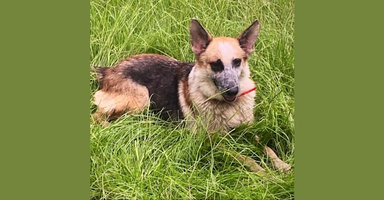 Pepper, a German Shepherd Dog tested with EmbarkVet.com