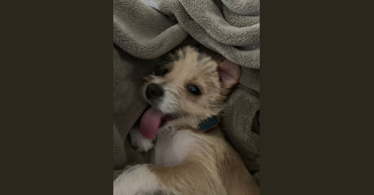 Photo of Latte, a Poodle (Small), Shih Tzu, Russell-type Terrier, Yorkshire Terrier, Miniature Pinscher, and Pug mix in California, USA