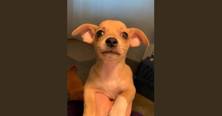 Oliver, a Chihuahua and Poodle (Small) mix tested with EmbarkVet.com