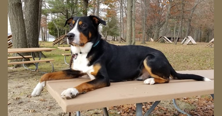 Hudson, a Bernese Mountain Dog and Greater Swiss Mountain Dog mix tested with EmbarkVet.com