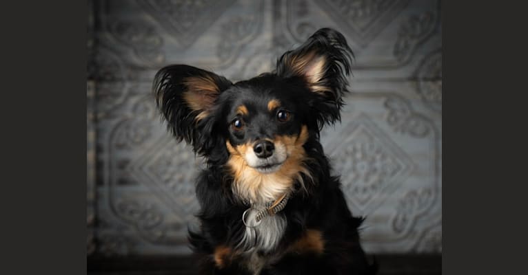 Dunkin, a Chihuahua and Miniature Pinscher mix tested with EmbarkVet.com
