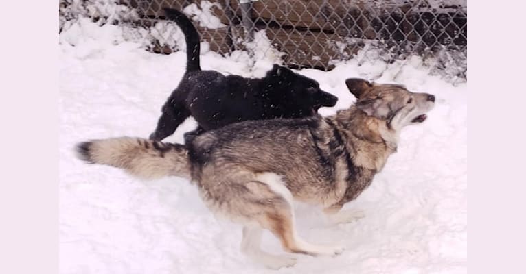 Mazie, a Norwegian Elkhound and Siberian Husky mix tested with EmbarkVet.com