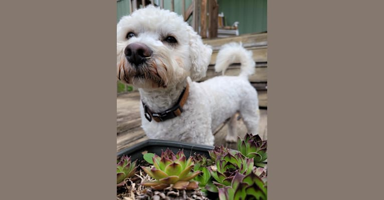 Photo of Griffin, a Poodle (Small), Chihuahua, Bichon Frise, and Shih Tzu mix in Dacula, GA, USA