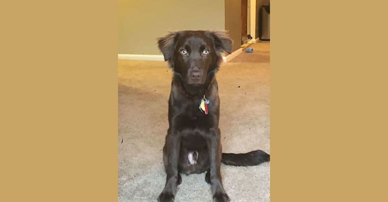Mowgli, a Labrador Retriever and Golden Retriever mix tested with EmbarkVet.com