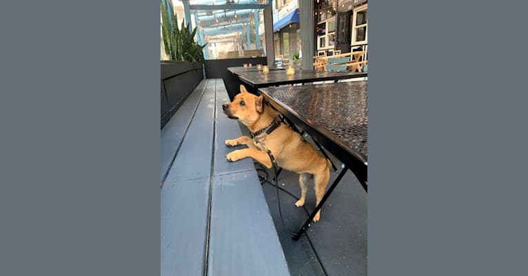 Photo of Tucker, a Chow Chow, Chihuahua, and Mixed mix in New York, New York, USA