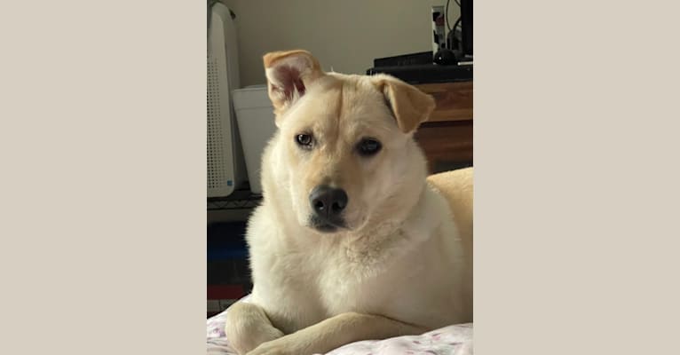 Nala, a Labrador Retriever and Chow Chow mix tested with EmbarkVet.com