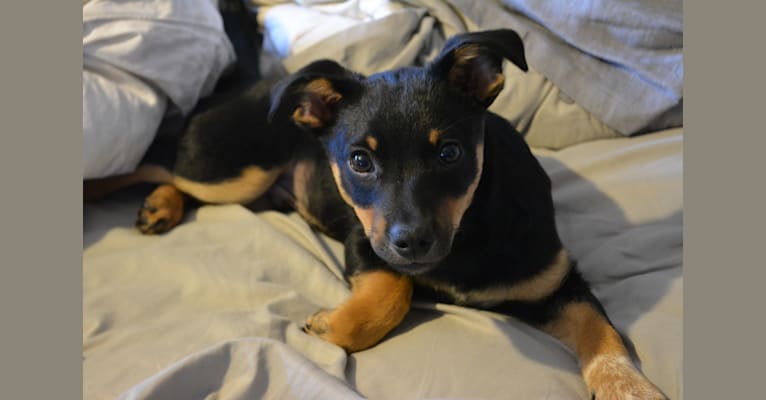 Captain, an Australian Cattle Dog and Chihuahua mix tested with EmbarkVet.com